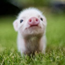 สมาชิกหมายเลข 4559411