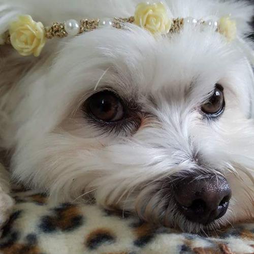 รักหมาทุกคน รักเด็กเป็นบางตัว