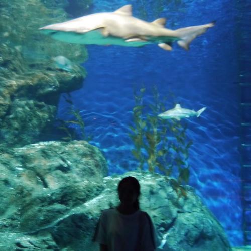 สมาชิกหมายเลข 5297940