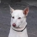 สมาชิกหมายเลข 4133793