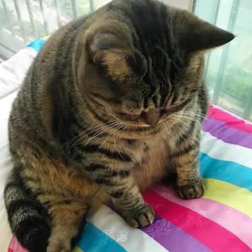 สมาชิกหมายเลข 4901432