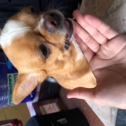 ทุเรียนทอดแดดเดียว