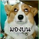 สมาชิกหมายเลข 2366075