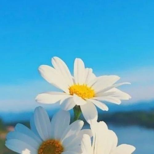 สมาชิกหมายเลข 4774945