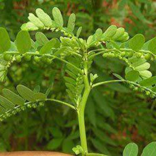 สมาชิกหมายเลข 2124588