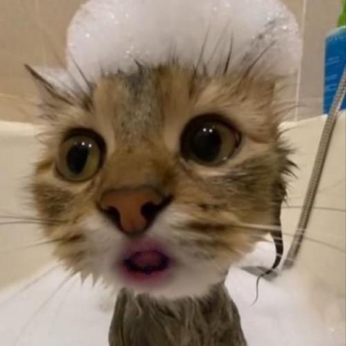 สมาชิกหมายเลข 7795255