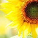 สมาชิกหมายเลข 4140905