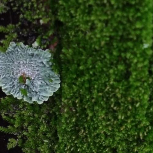 สมาชิกหมายเลข 7796850