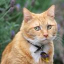 สมาชิกหมายเลข 4136149