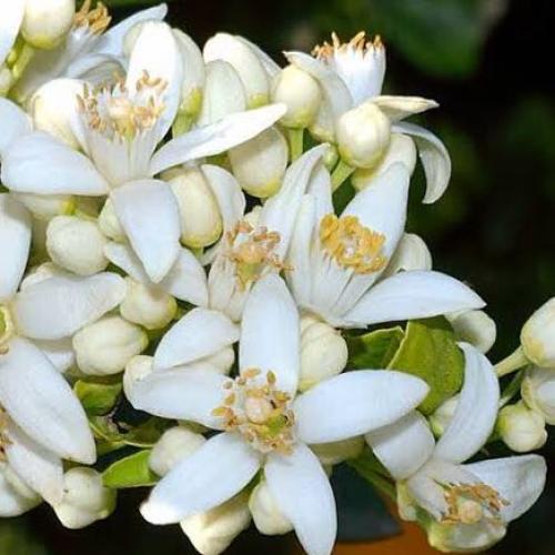 สมาชิกหมายเลข 5299481