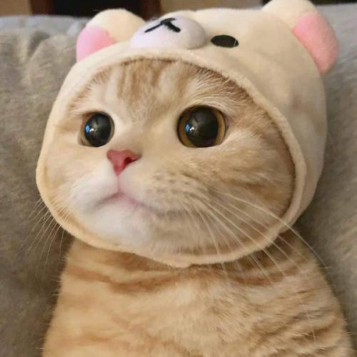 สมาชิกหมายเลข 2238068