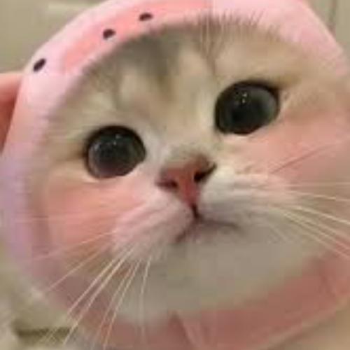 สมาชิกหมายเลข 2203851