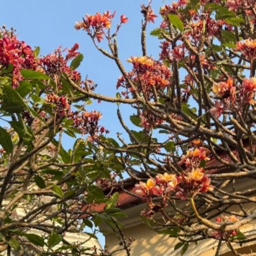 สมาชิกหมายเลข 2523779