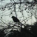 สมาชิกหมายเลข 4141602