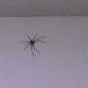 สมาชิกหมายเลข 2416129