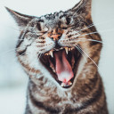 สมาชิกหมายเลข 4543221