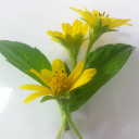 สมาชิกหมายเลข 4902731