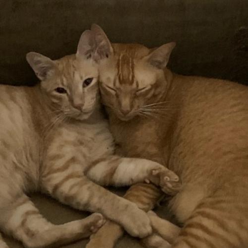 สมาชิกหมายเลข 5536029