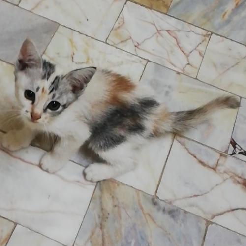 สมาชิกหมายเลข 4407752