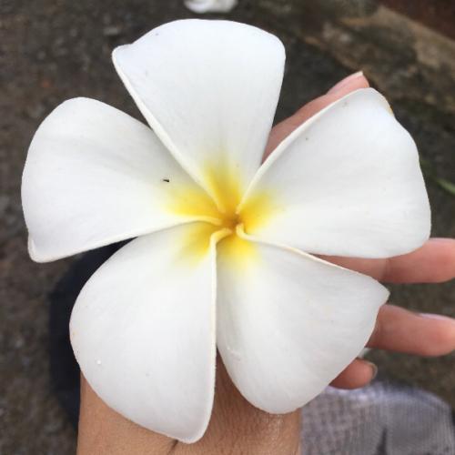 สมาชิกหมายเลข 4561820