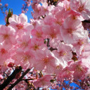 สมาชิกหมายเลข 4786377