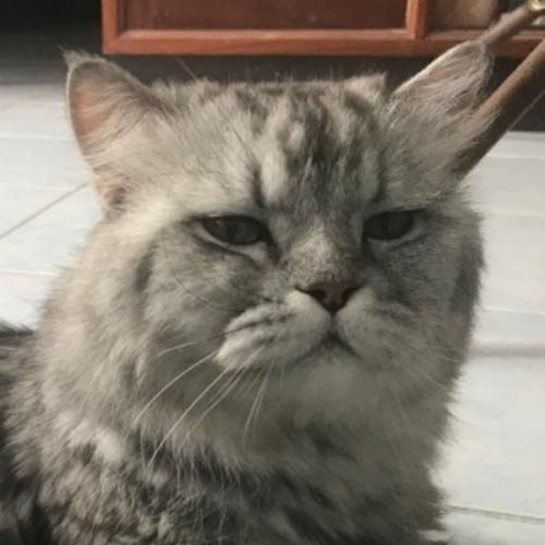 สมาชิกหมายเลข 5375516