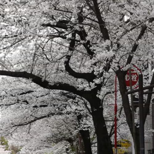 สมาชิกหมายเลข 6040330