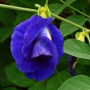 สมาชิกหมายเลข 4004733