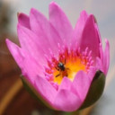 สมาชิกหมายเลข 4596725