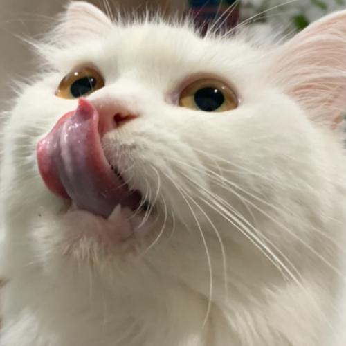 สมาชิกหมายเลข 6346839