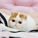 สมาชิกหมายเลข 3681888