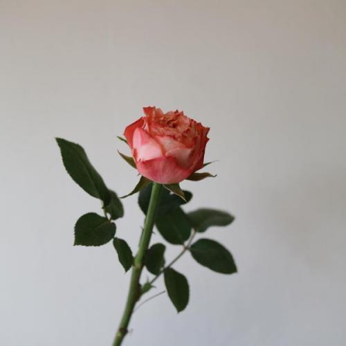 สมาชิกหมายเลข 5300937