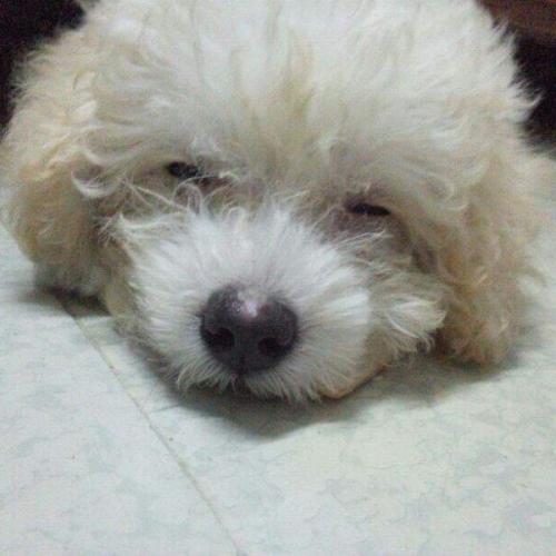 สมาชิกหมายเลข 2043394