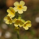 สมาชิกหมายเลข 2484367