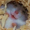 สมาชิกหมายเลข 4144413