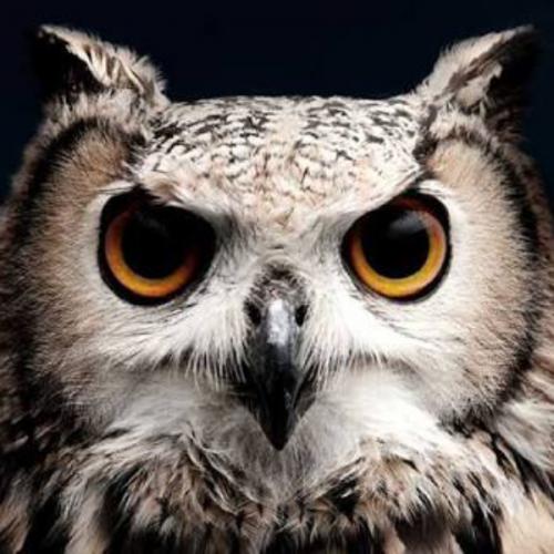 สมาชิกหมายเลข 2499818