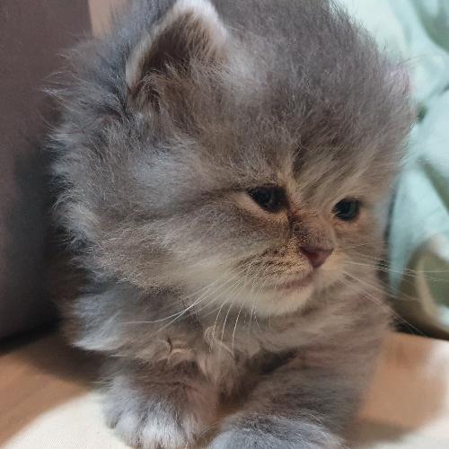 สมาชิกหมายเลข 4452046