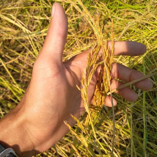 สมาชิกหมายเลข 6321067