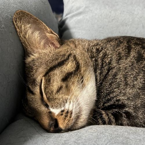 MeowTiny