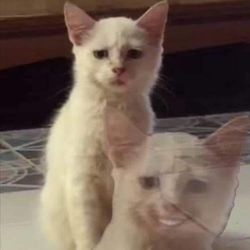 สมาชิกหมายเลข 4882039