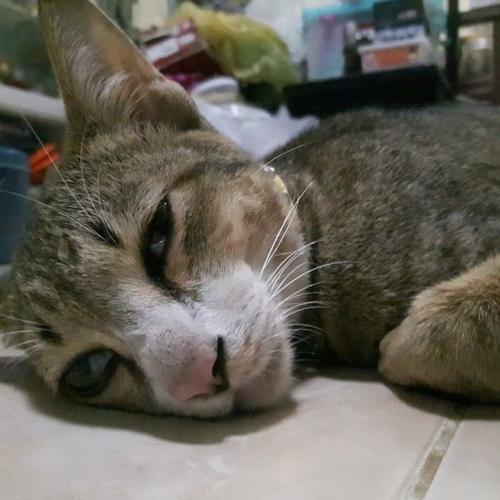 ผ่านใหม่