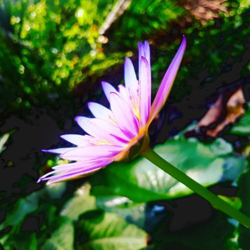 สมาชิกหมายเลข 4563336