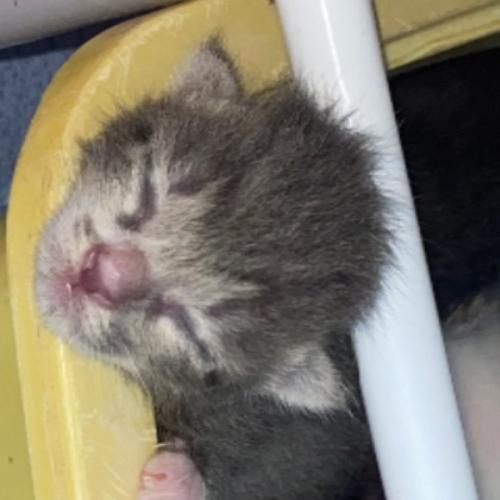 สมาชิกหมายเลข 6165854