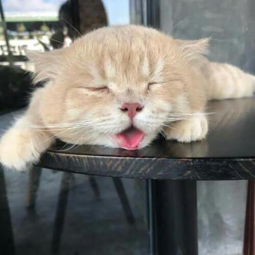 สมาชิกหมายเลข 2993848