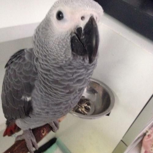 สมาชิกหมายเลข 4454980