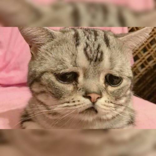 สมาชิกหมายเลข 4477449