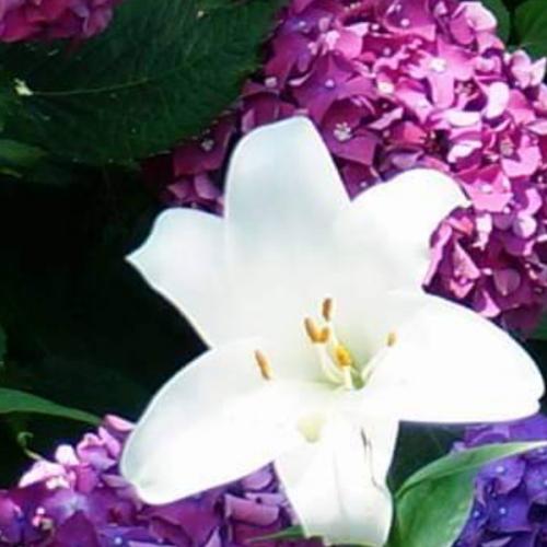 สมาชิกหมายเลข 5559992