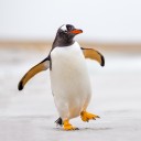 penguincanfly