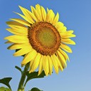 สมาชิกหมายเลข 4142799