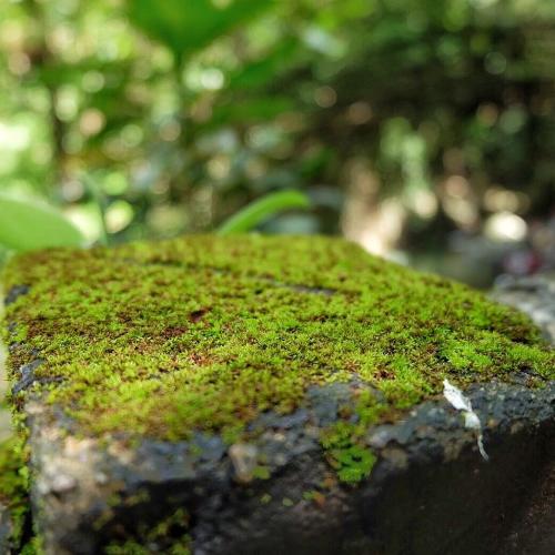 สมาชิกหมายเลข 4903991